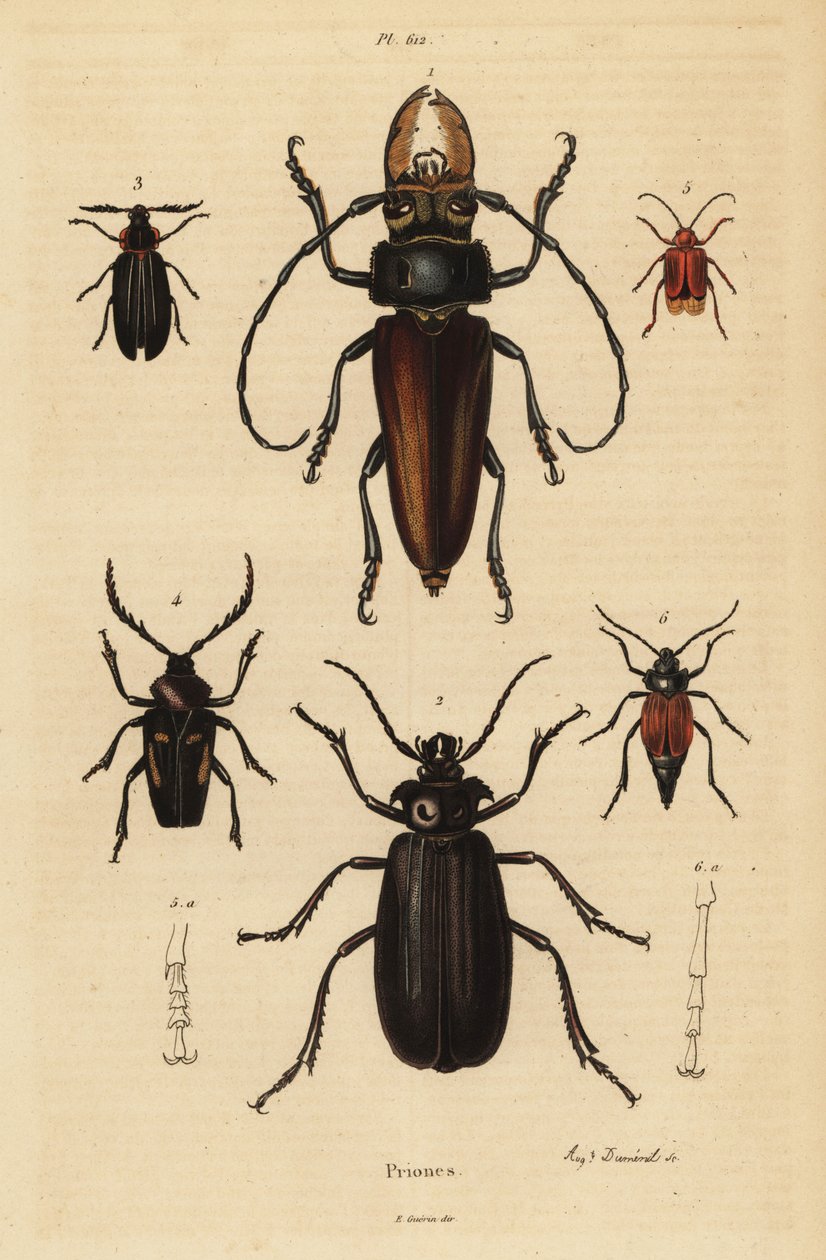 Psalidognathus friendii 1, Madre de la Culebra, Acanthinodera cumingii 2, Allocerus dilaticorne 3, Callipogos barbatus 4, Anacolus sanguineus 5 i Prionus flavipennis 6 autorstwa Unbekannt