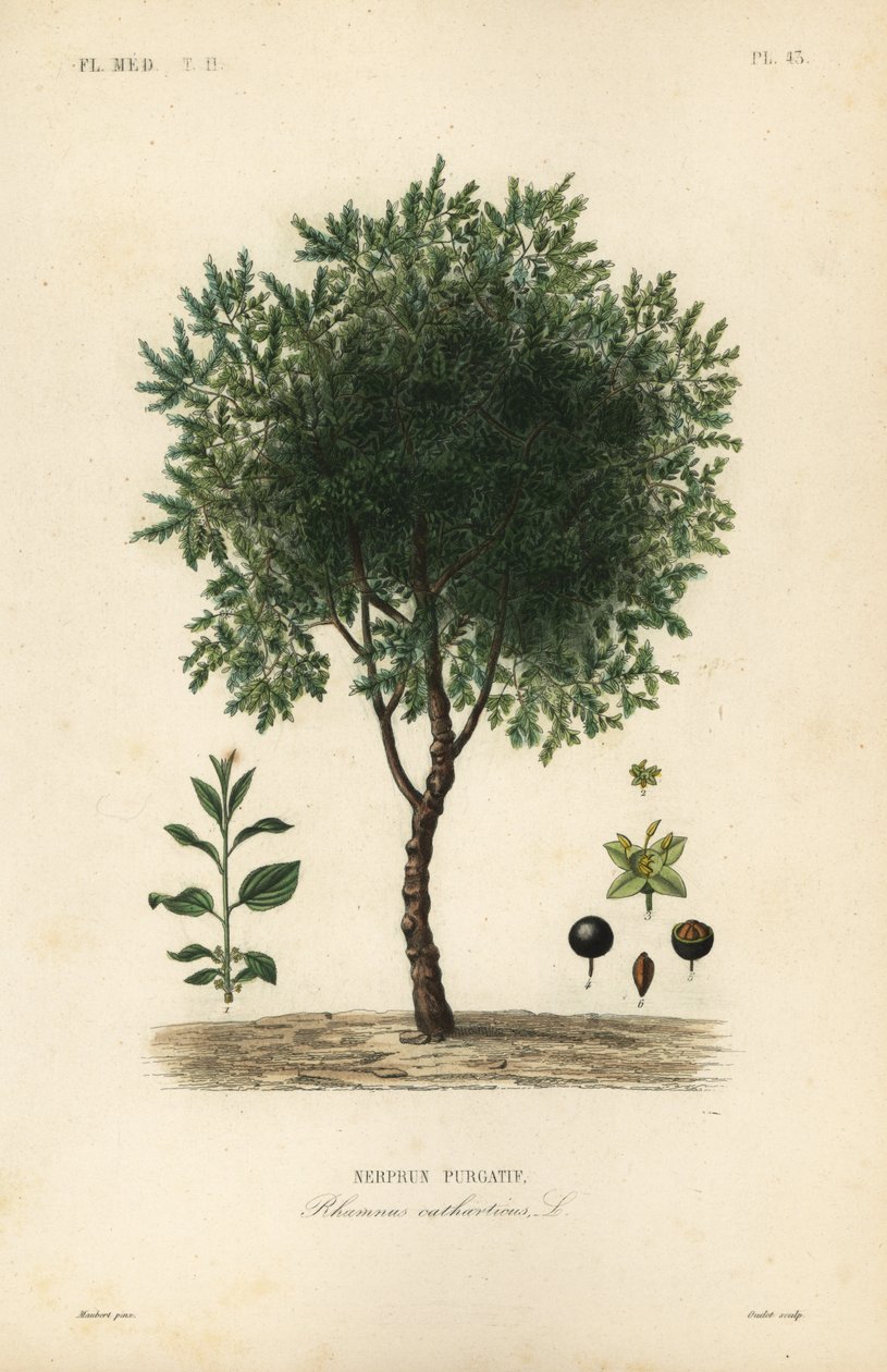 Oczyszczanie drzewa kruszyny, Rhamnus cathartica, Rhamnus catharticus, Nerprun purgatif autorstwa Unbekannt