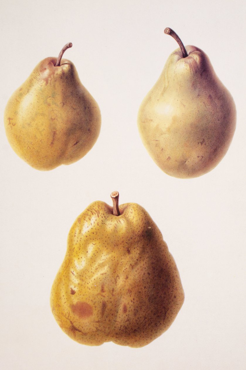 Pyrus communis / Gruszka 