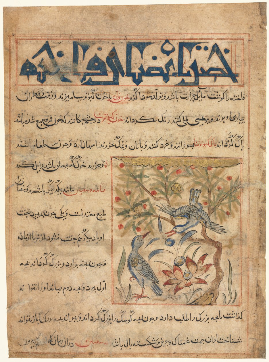 Cechy Ringdoves recto z Manafi al-Hayawan O użyteczności zwierząt, c. 1300. autorstwa Unbekannt