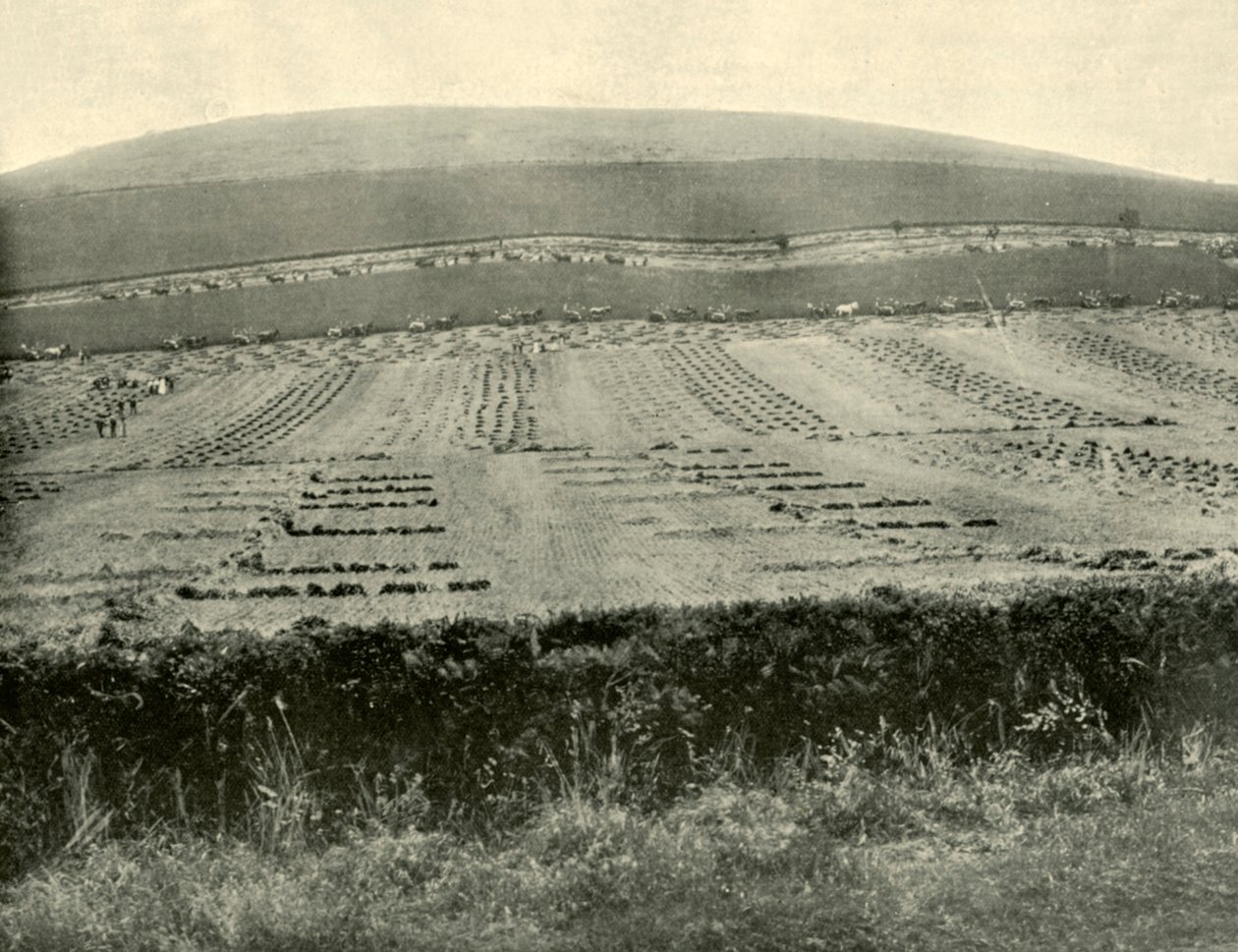 Konkurs Żniwiarzy i Binderów, Mount Blowhard, niedaleko Ballarat, 1901. autorstwa Unbekannt