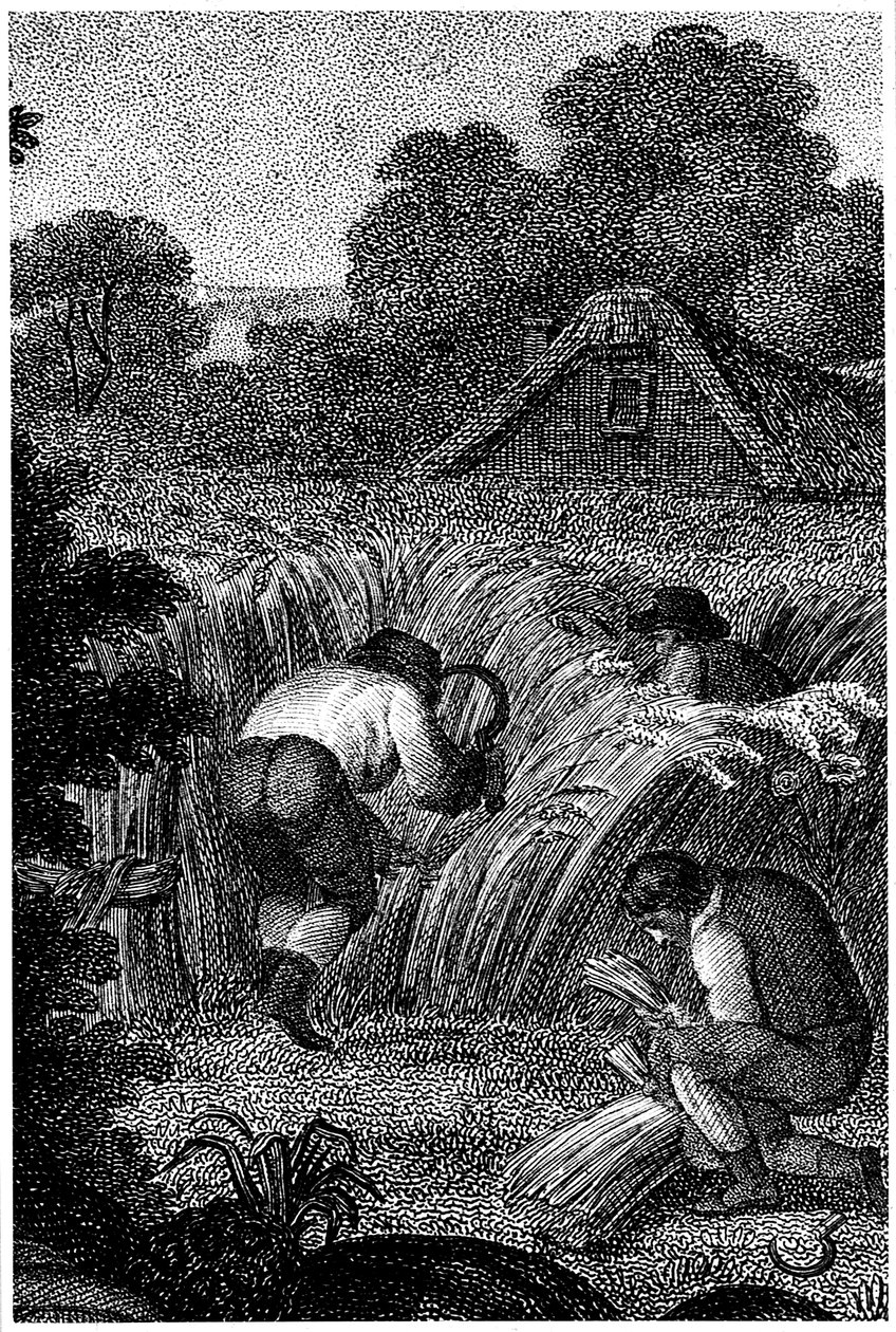 Zbieranie sierpami i wiązanie snopów, Anglia, ok. 1800 r. autorstwa Unbekannt