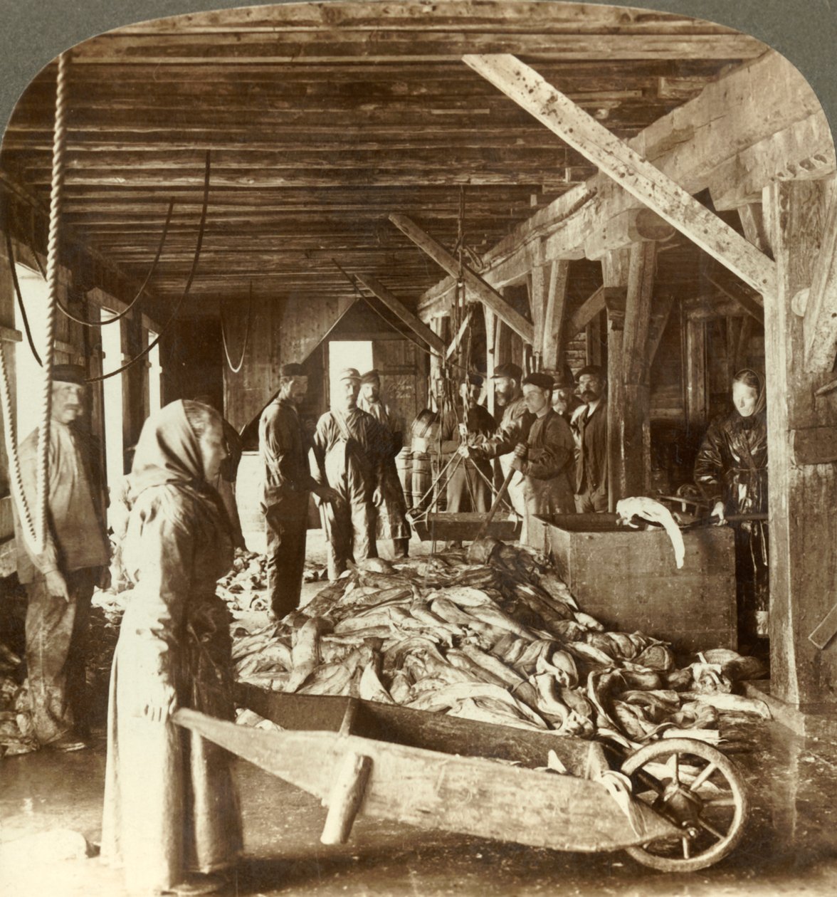 Odbiór ryb ze statków morskich i pakowanie na eksport - magazyn rybny, Aalesund, Norwegia, ok. 1905. autorstwa Unbekannt