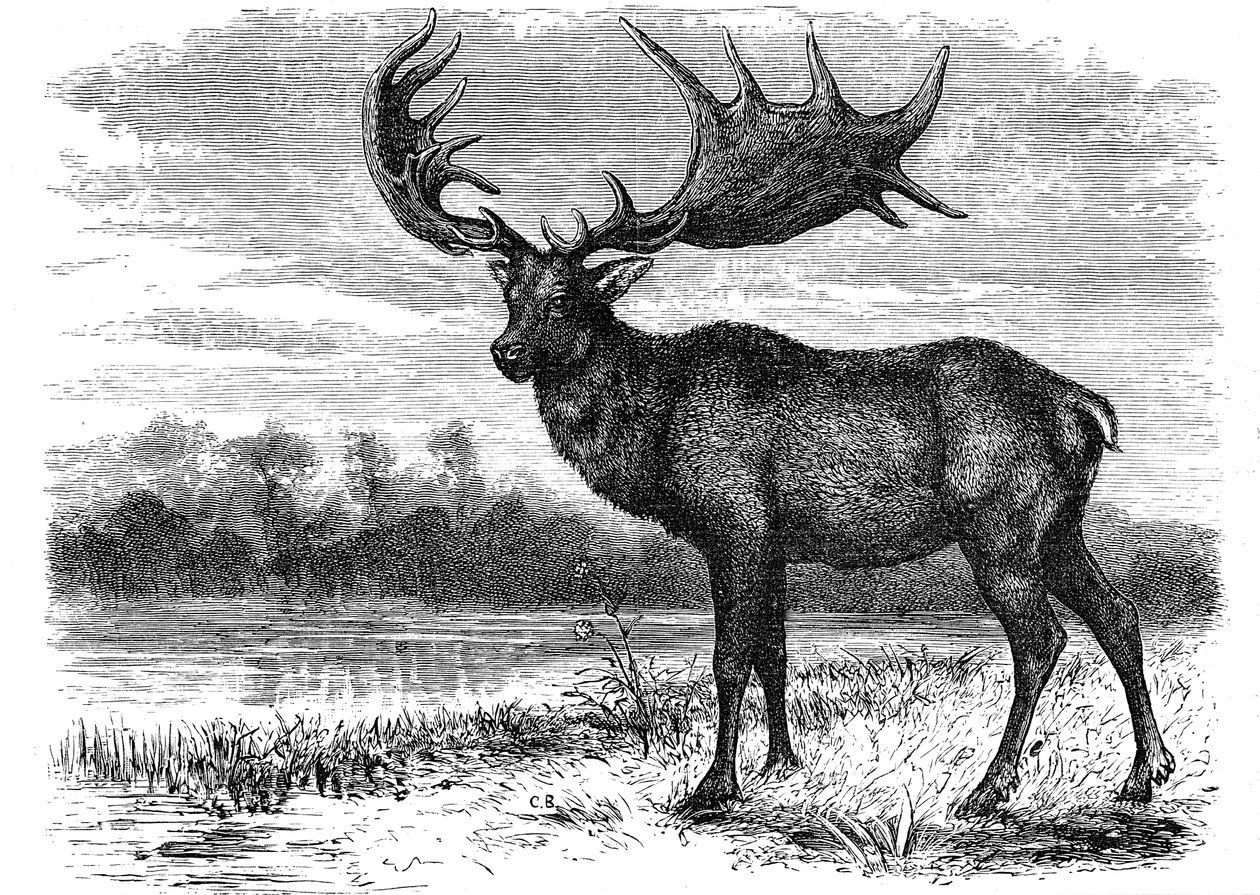Rekonstrukcja irlandzkiego łosia Megaloceros, ok. 1880 r. autorstwa Unbekannt