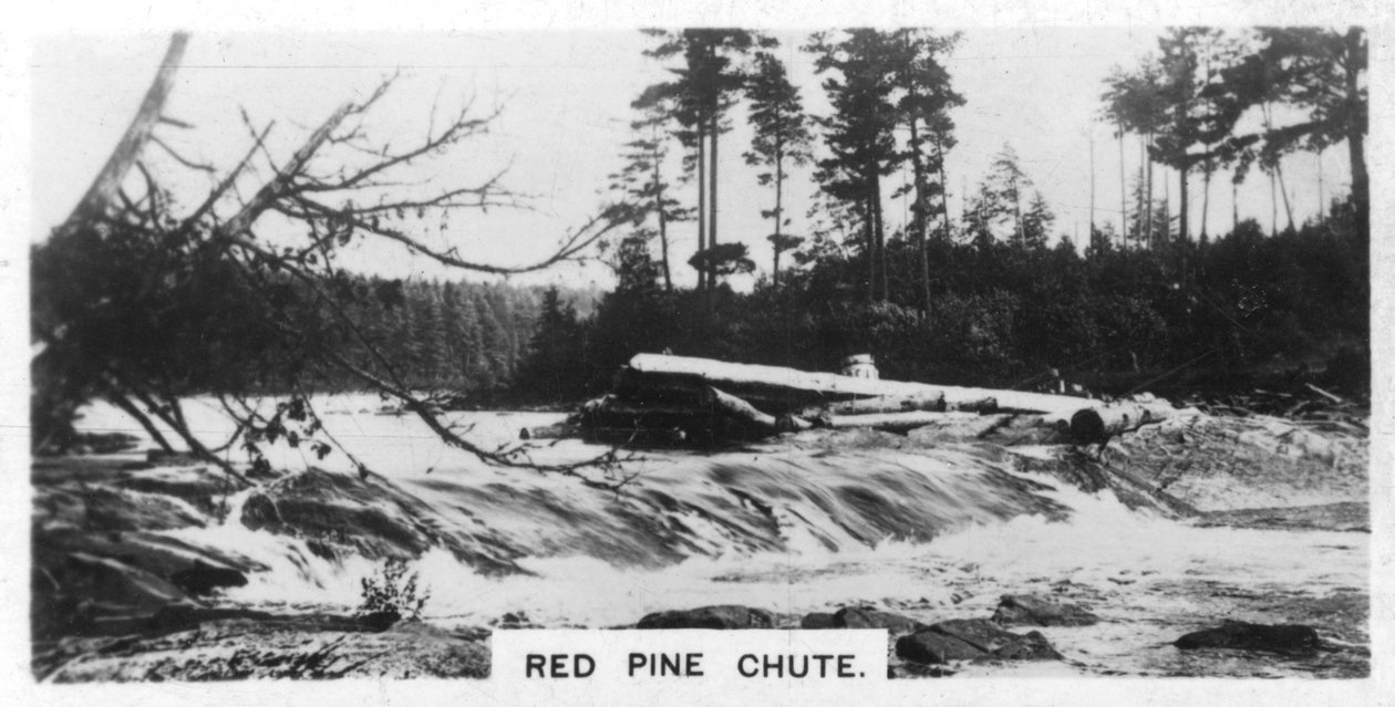 Zjeżdżalnia z czerwonej sosny, Kanada, ok. 1920 r. autorstwa Unbekannt