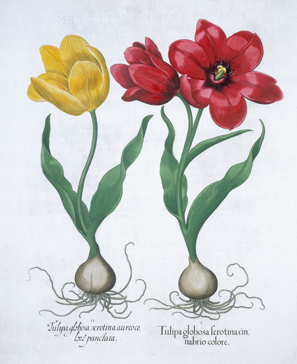 Czerwony i żółty tulipan, 1613 autorstwa Unbekannt
