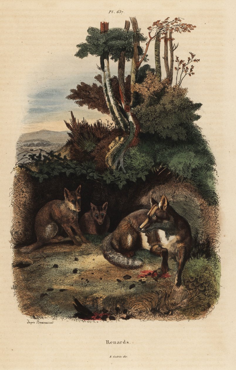 Rude lisy, Vulpes vulpes, poza legowiskiem autorstwa Unbekannt