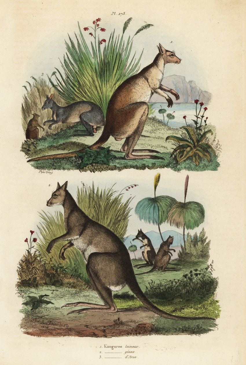Kangur rudy , Macropus rufus 1 , kangur szary , Macropus giganteus 2 i wallaby ciemnej , Thylogale brunii 3 autorstwa Unbekannt
