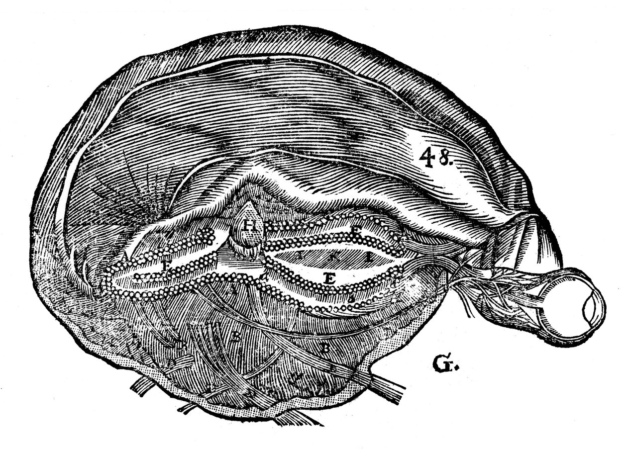 Diagram Rene Descartes przedstawiający ludzki mózg i oko, 1692 r autorstwa Unbekannt
