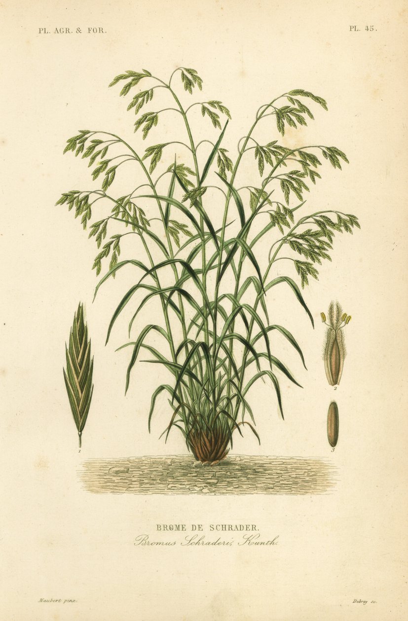 Trawa ratownicza, czyli stokłoschrzak pospolity, Bromus catharticus, Bromus schraderi, Brome de Schrader autorstwa Unbekannt