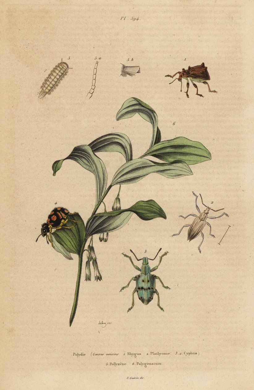Rhigus, Platyoma i Cyphus ryjkowce, stonoga szczeciniasta, Polyxenus lagery i pieczęć króla Salomona, Polygonatum odoratum autorstwa Unbekannt