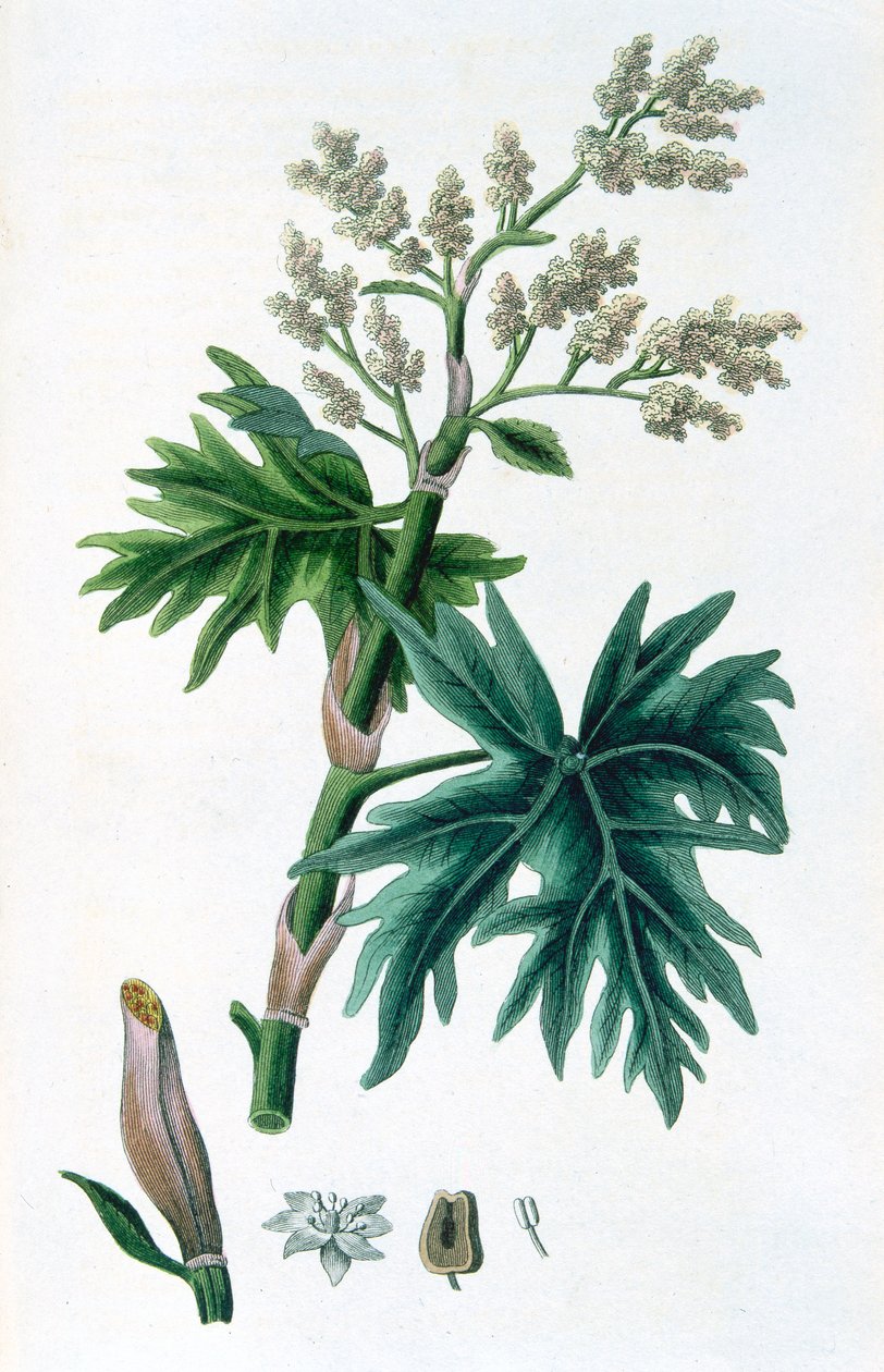 Rabarbar, 1823 autorstwa Unbekannt