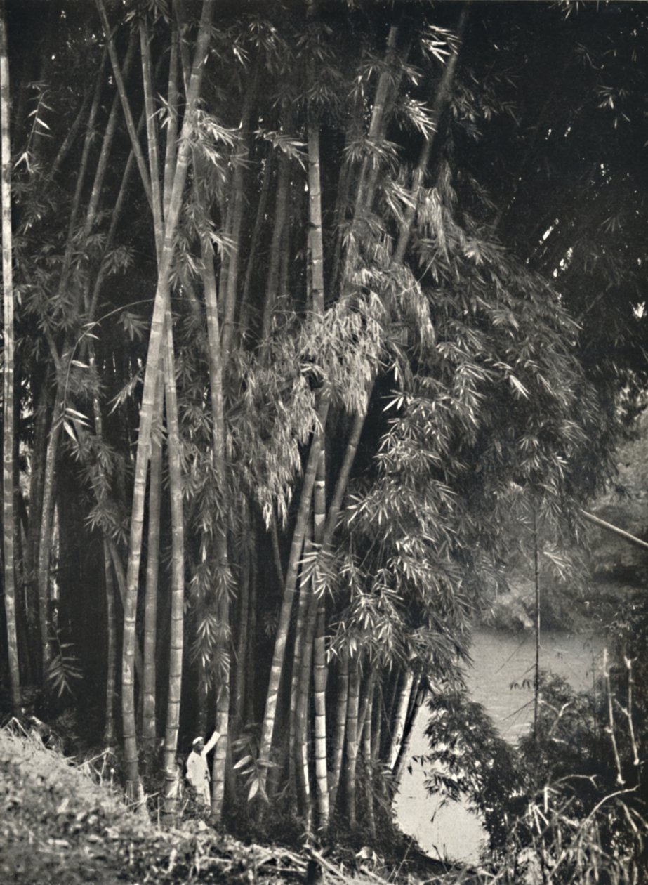 Riesenbambus Dendrocalamus giganteus w Peradeniya bei Kandy, 1926 autorstwa Unbekannt