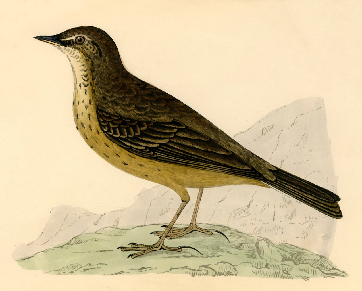 Skalny Pipit, koniec XIX wieku. autorstwa Unbekannt
