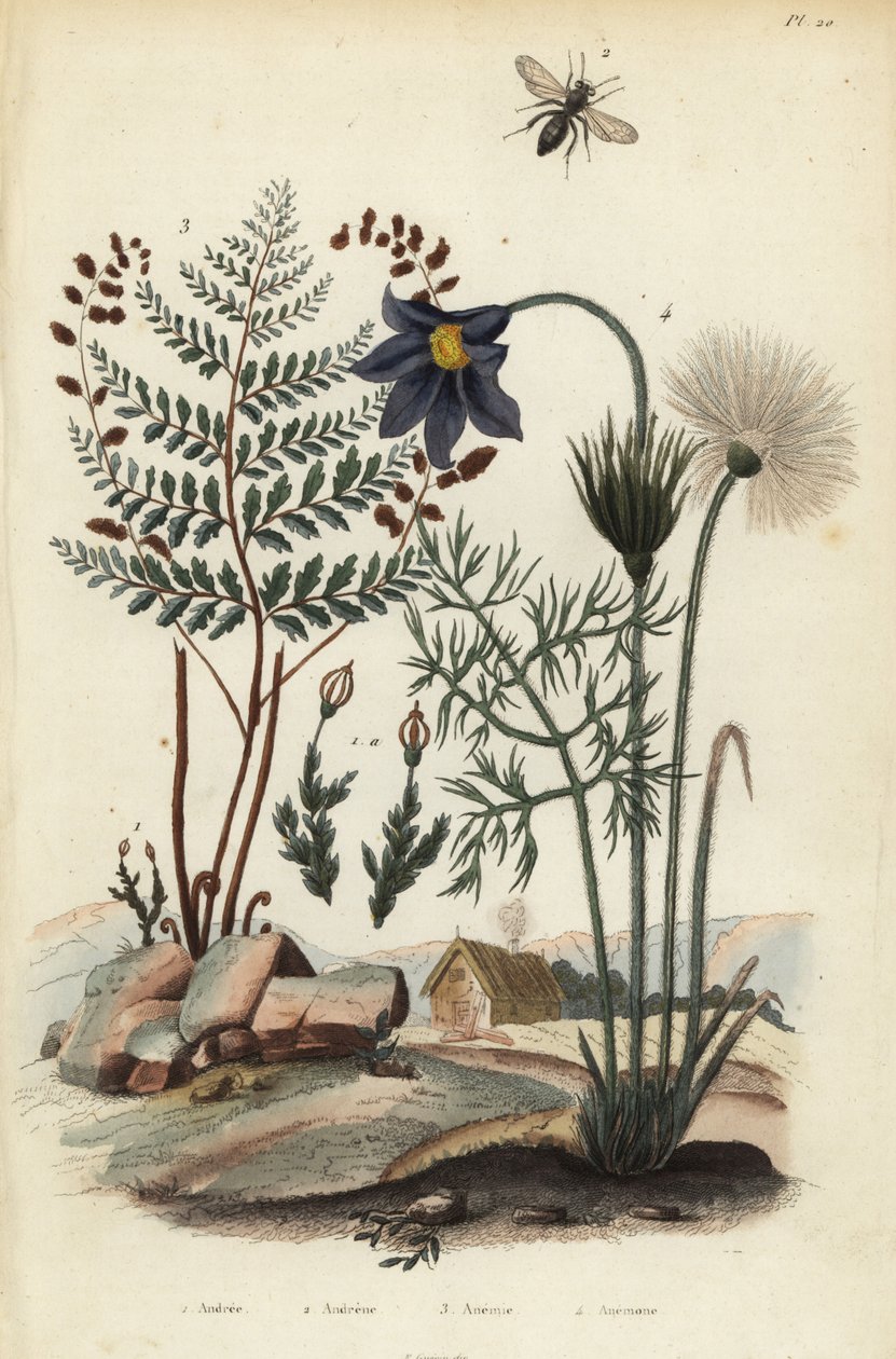 Mech naskalny, Andraea rupestris 1, Mining bee, Andrena agilissima 2, Kwitnąca paproć, Anemia adiantifolia 3, Sasanka, Anemone pulsatilla autorstwa Unbekannt
