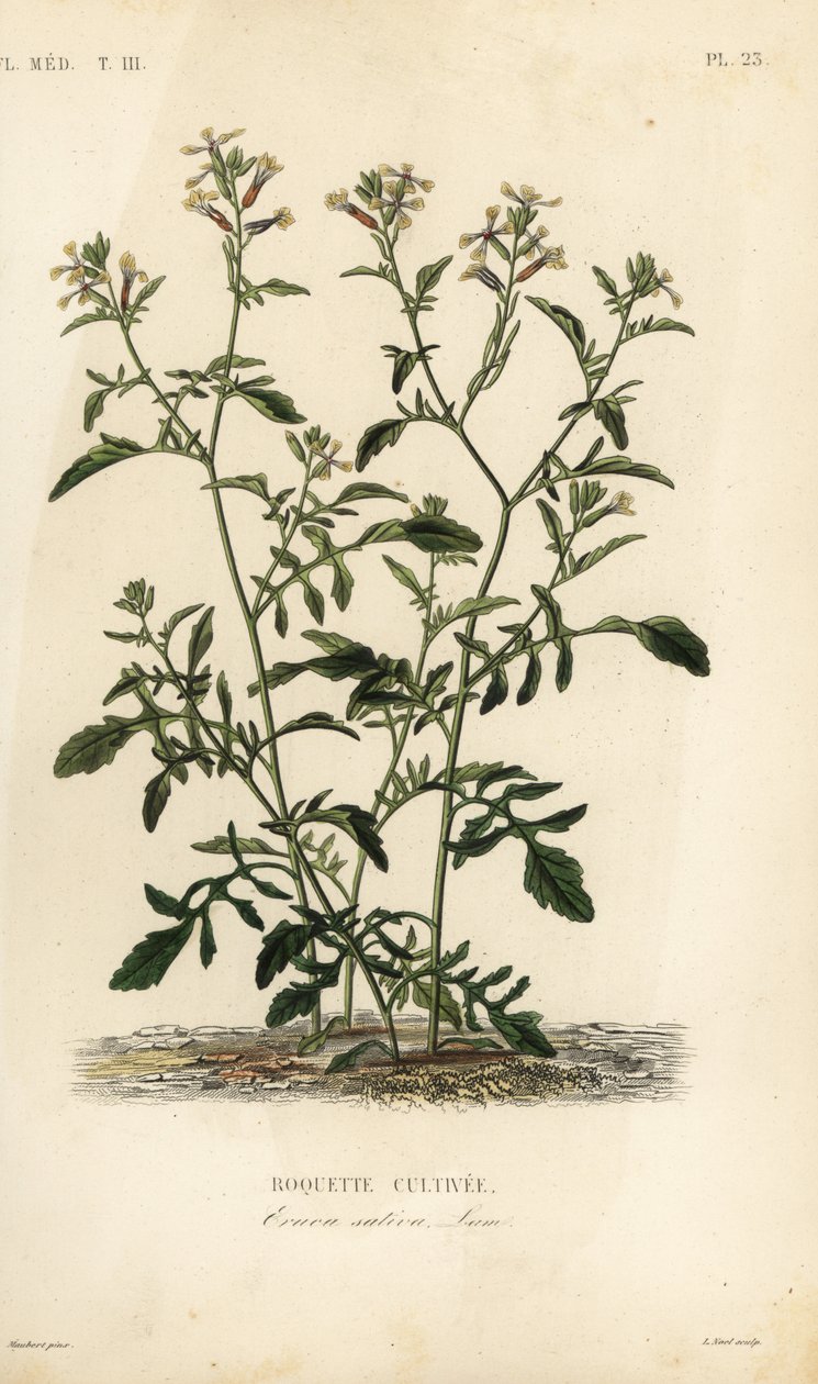 Rukola lub rukola, Caterpillar vesicaria, Caterpillar sativa, uprawa Roquette autorstwa Unbekannt