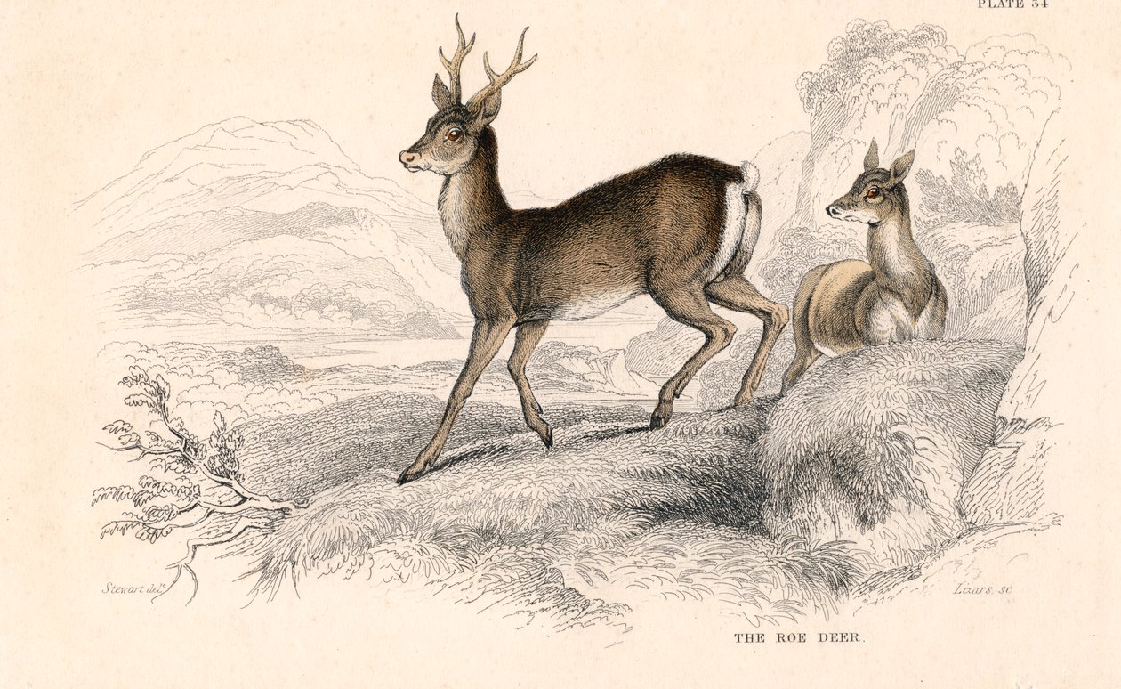 Sarna Capreolus capreolus, eurazjatycki gatunek jelenia, 1828 autorstwa Unbekannt