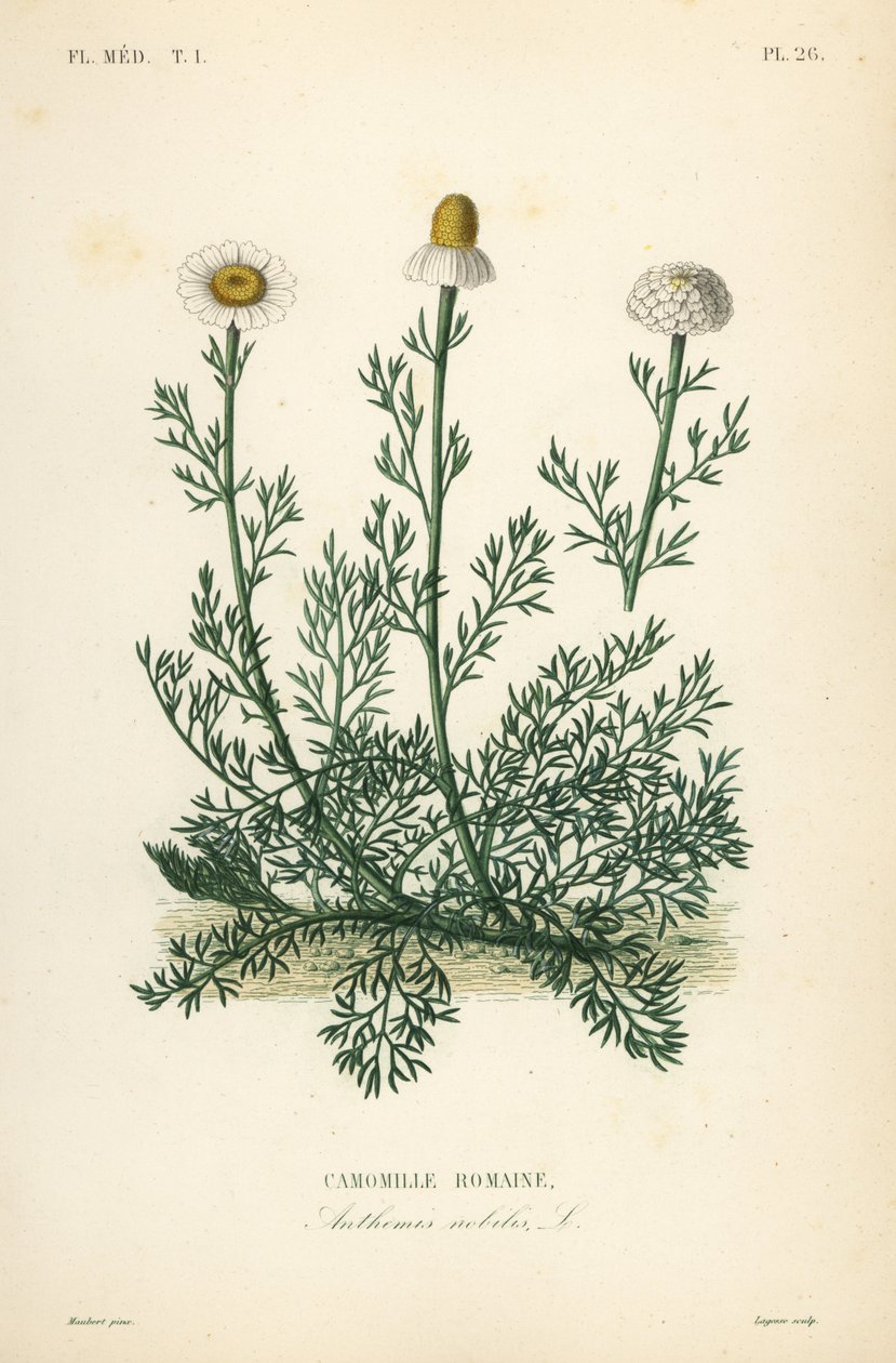 Rumianek rzymski lub rumianek rzymski, Chamaemelum nobile, Anthemis nobilis, Camomille romaine autorstwa Unbekannt