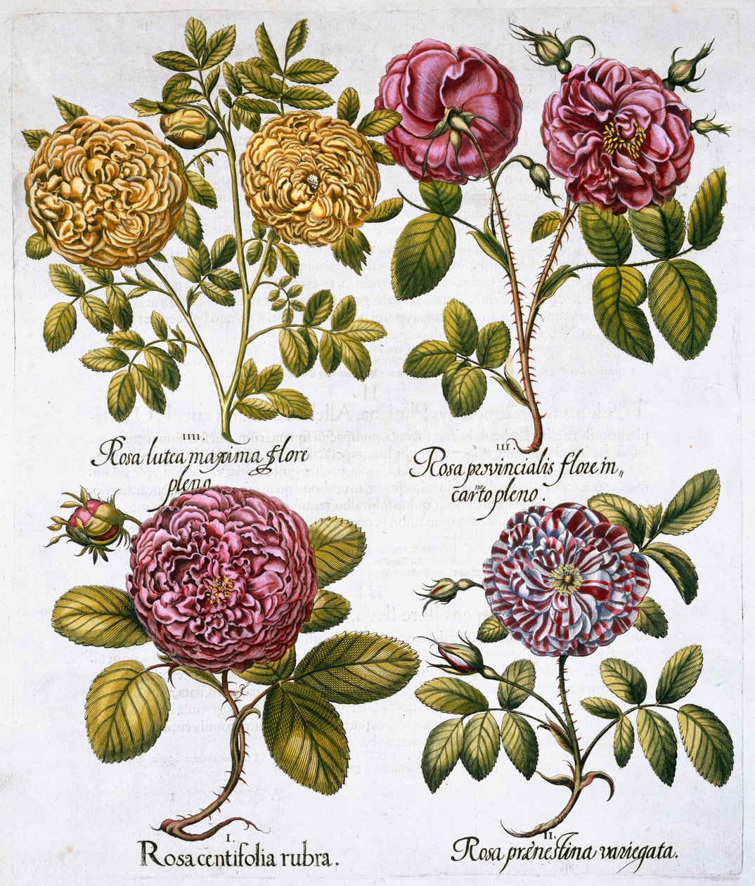 Róże, 1613 autorstwa Unbekannt