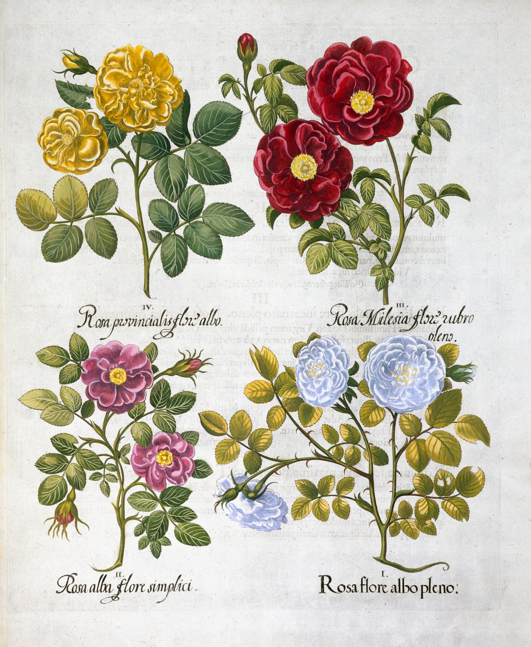 Róże, 1613 autorstwa Unbekannt