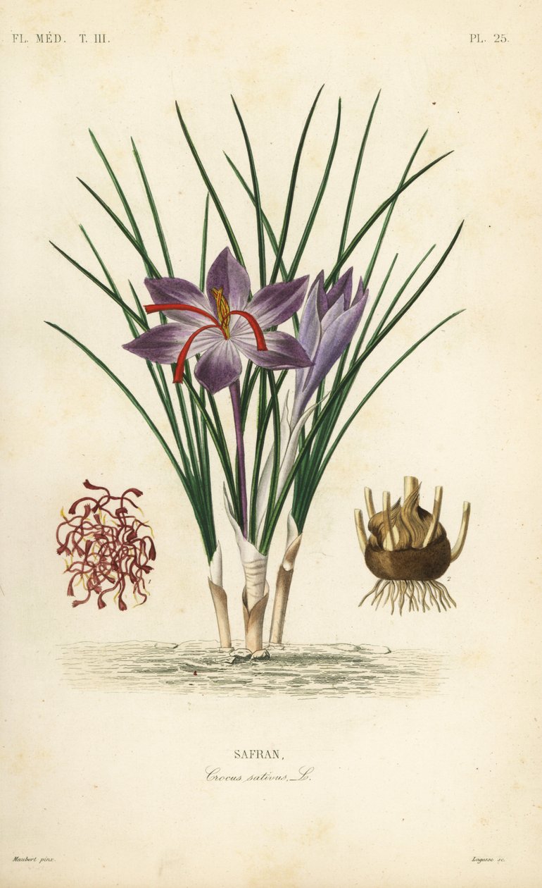 Krokus szafranowy, Crocus sativus, Safran autorstwa Unbekannt