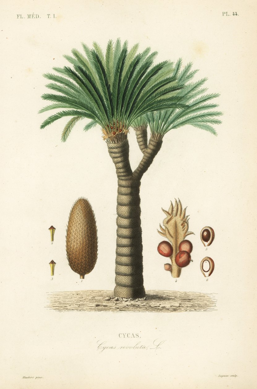 Sago palm, king sago, sago cycad lub japońska palma sago, Cycas revoluta, Cycas autorstwa Unbekannt
