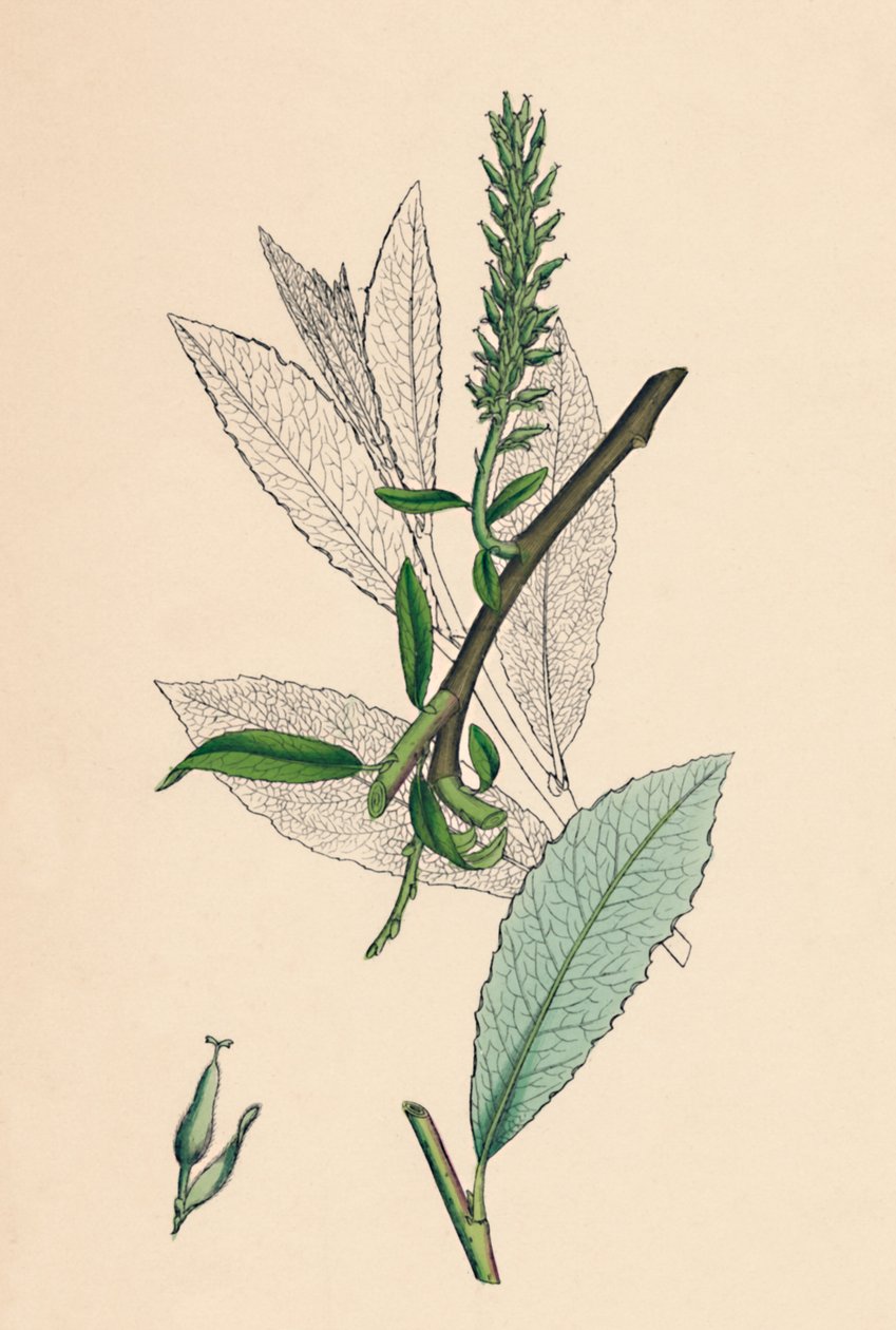 Salix phylicifolia, var. radian. Sallow z liści herbaty, var. a., XIX wiek autorstwa Unbekannt