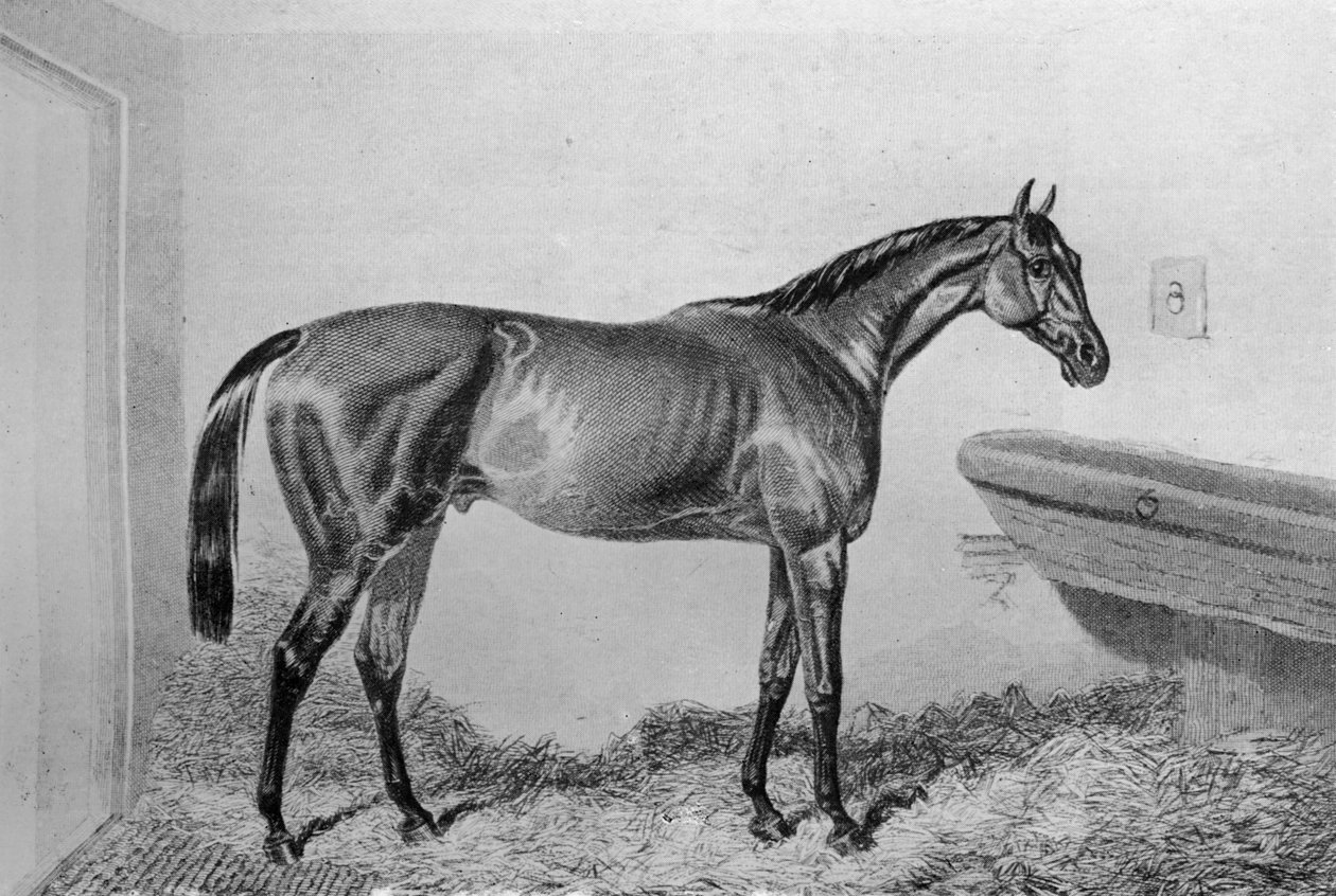 Sos, c1840-1880, 1911 autorstwa Unbekannt