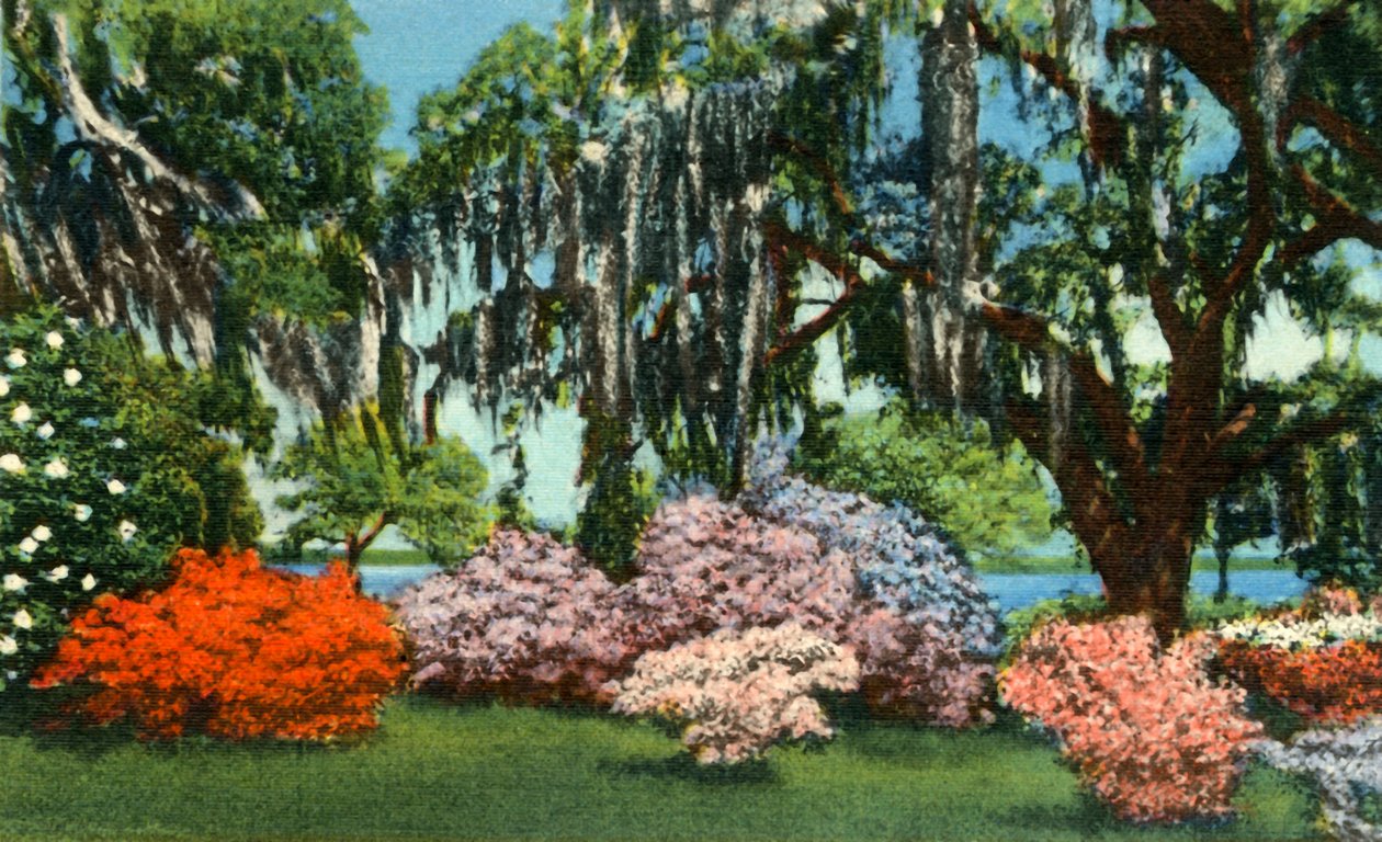 Scena w Belle Isle Gardens, niedaleko Georgetown, Karolina Południowa, 1942. autorstwa Unbekannt