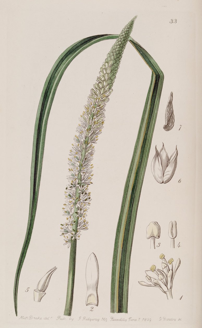 But ocaulon officinale autorstwa Unbekannt