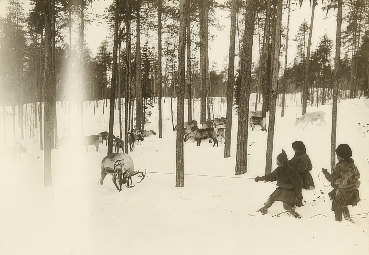 Szwecja. Szmata (nasiona) podczas łapania renifera. około 1900 autorstwa Unbekannt