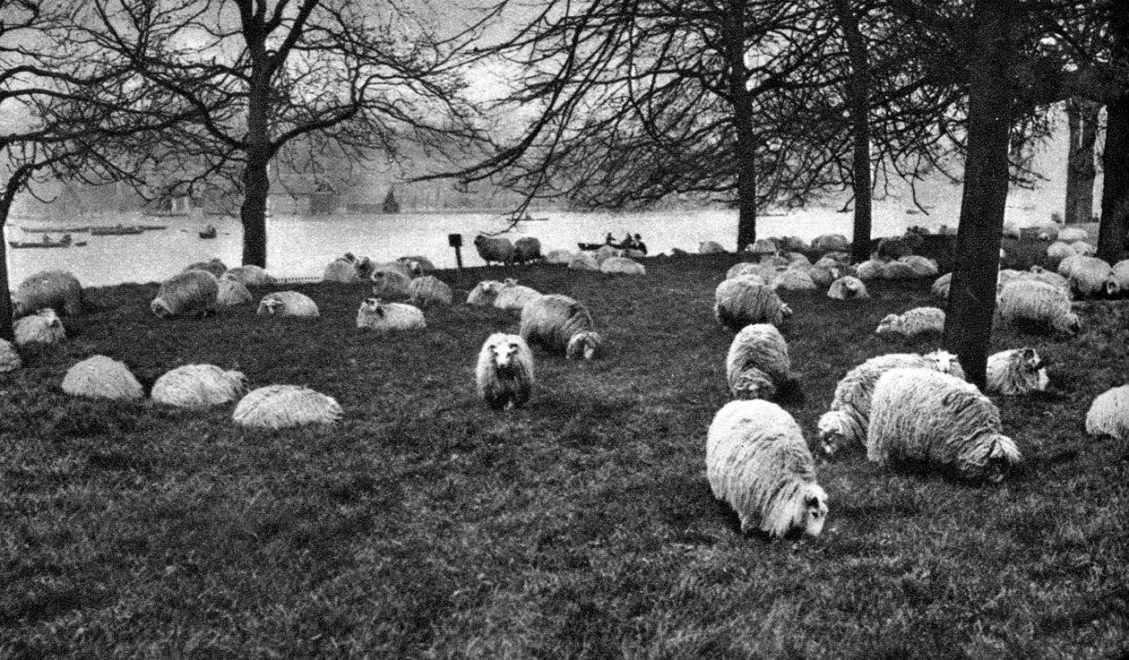 Szkocka owca nad Serpentine, Hyde Park, Londyn, 1926-1927 autorstwa Unbekannt