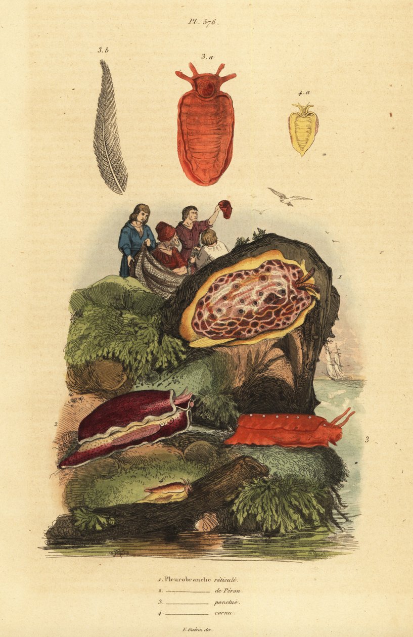 Ślimaki morskie: Pleurobranchus reticulatus 1, Berthellina citrina 3, Pleurobranchus peronii 2,4 autorstwa Unbekannt