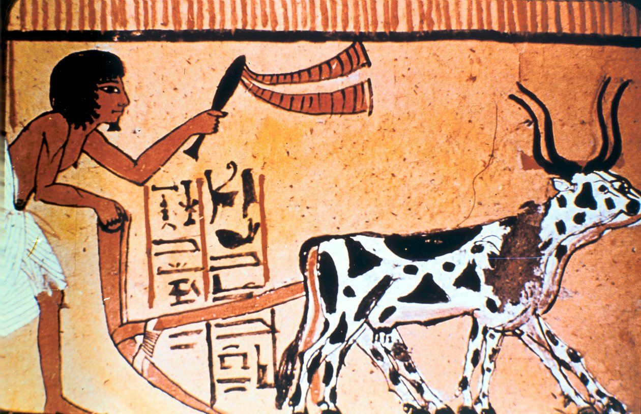 Sennutem orka bydłem, starożytne egipskie malowidło grobowe, Nowe Państwo 1550-1069 p.n.e. autorstwa Unbekannt