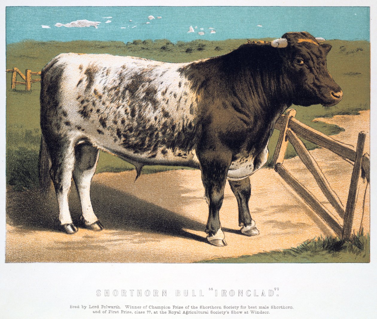 Ironclad Shorthorn Bull, 1875 autorstwa Unbekannt