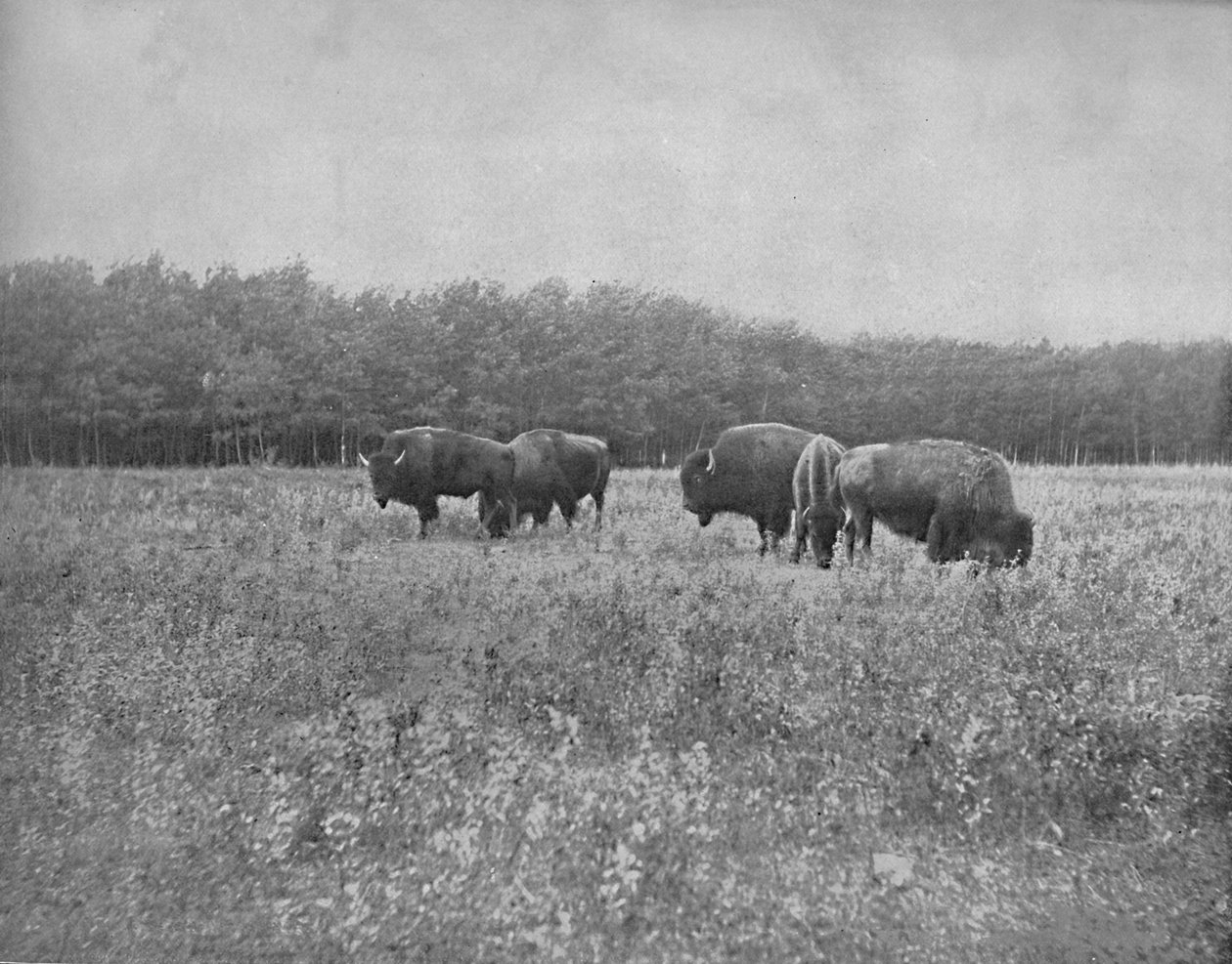 Silver Heights, Winnipeg, ok. 1897. autorstwa Unbekannt