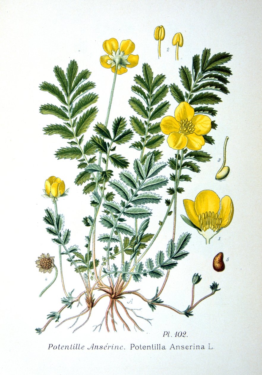Srebrzysta, 1893 autorstwa Unbekannt