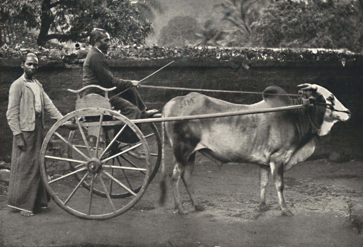 Zegar zebu syngaleskiego, 1926 autorstwa Unbekannt
