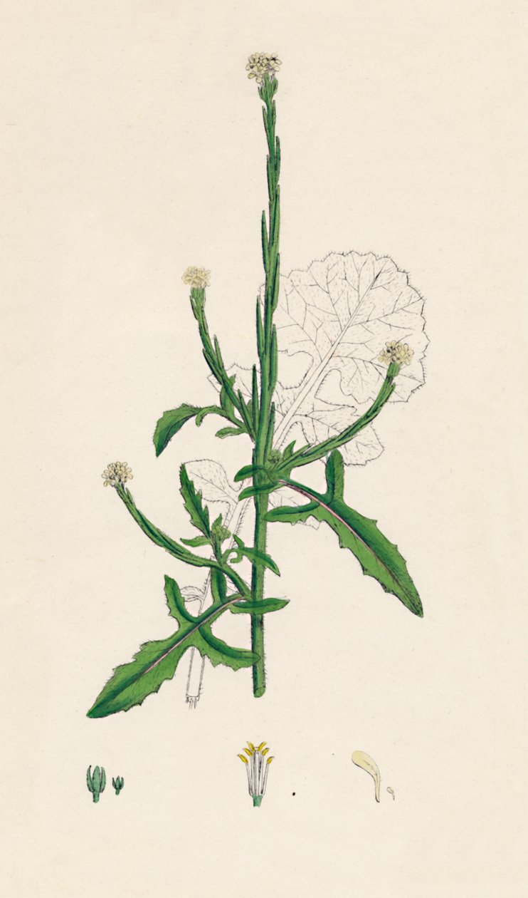 Sisymbrium officinale. Musztarda żywopłotowa, XIX w. autorstwa Unbekannt