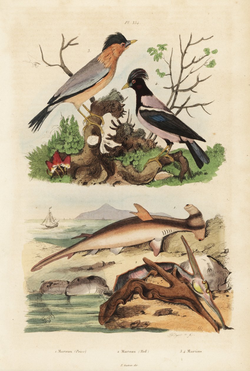 Młot gładki, Sphyrna malleus 1, ostryga młotkowata, Malleus malleus 2, brahminy myna, Sturnia pagodarum 3 i szpak różany, Pastor roseus 4 autorstwa Unbekannt