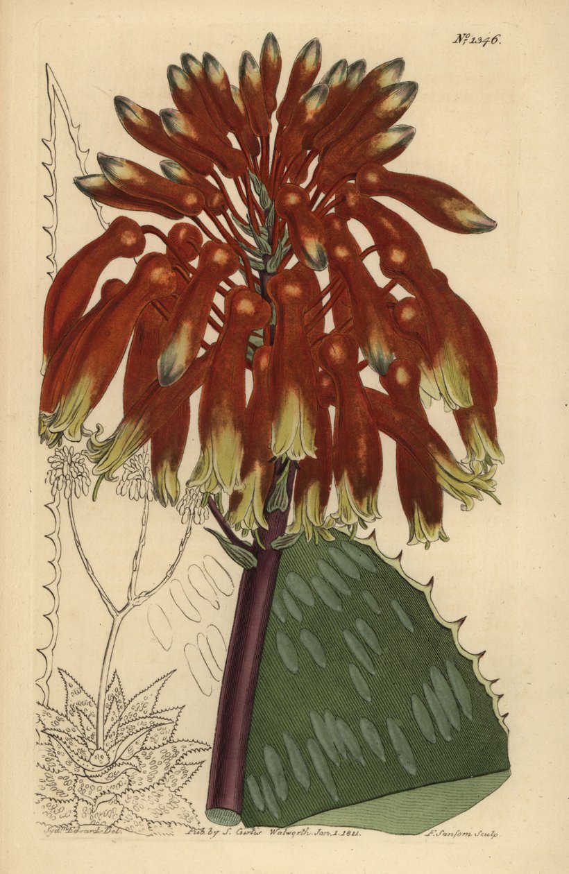 Aloes mydlany lub aloes zebry, Aloe maculata (Największy aloes zwyczajny, Aloe saponaria latifolia) autorstwa Unbekannt