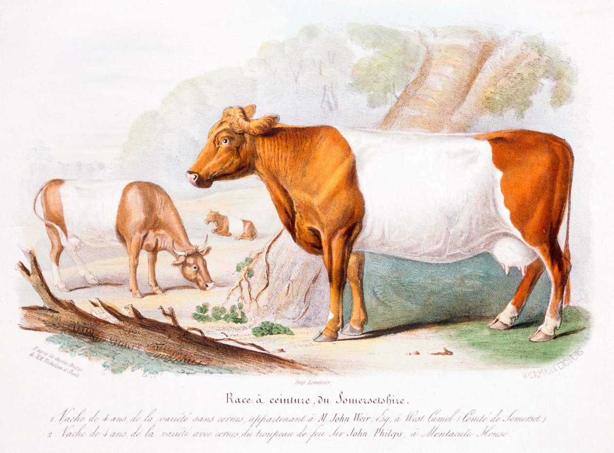 Krowy Somerset, 1842 autorstwa Unbekannt