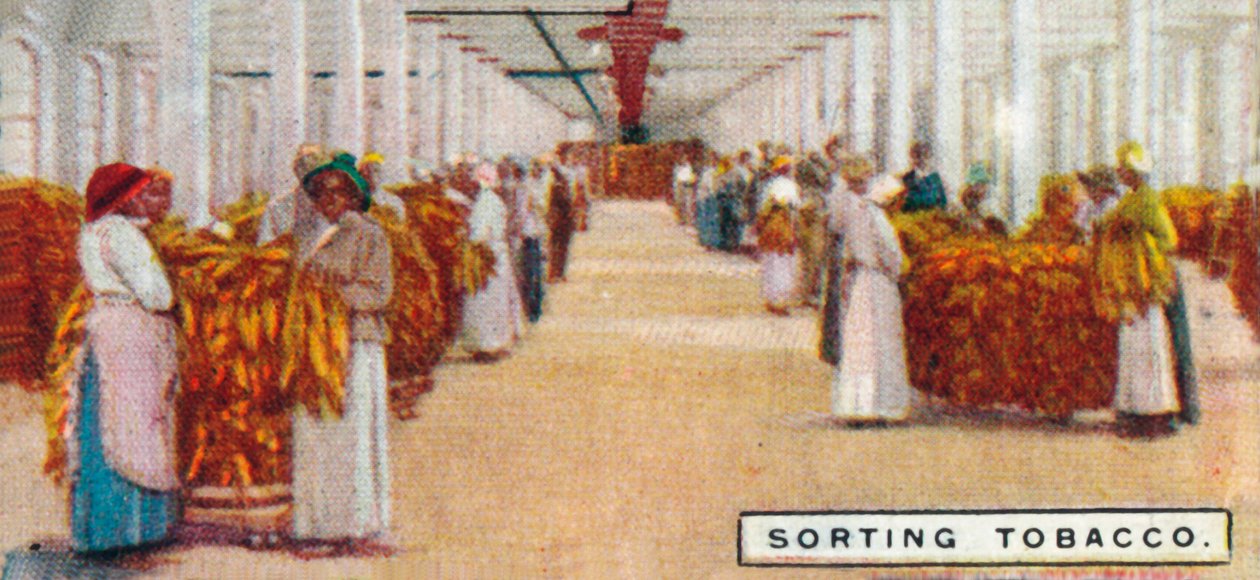 Sortowanie tytoniu, 1926 autorstwa Unbekannt