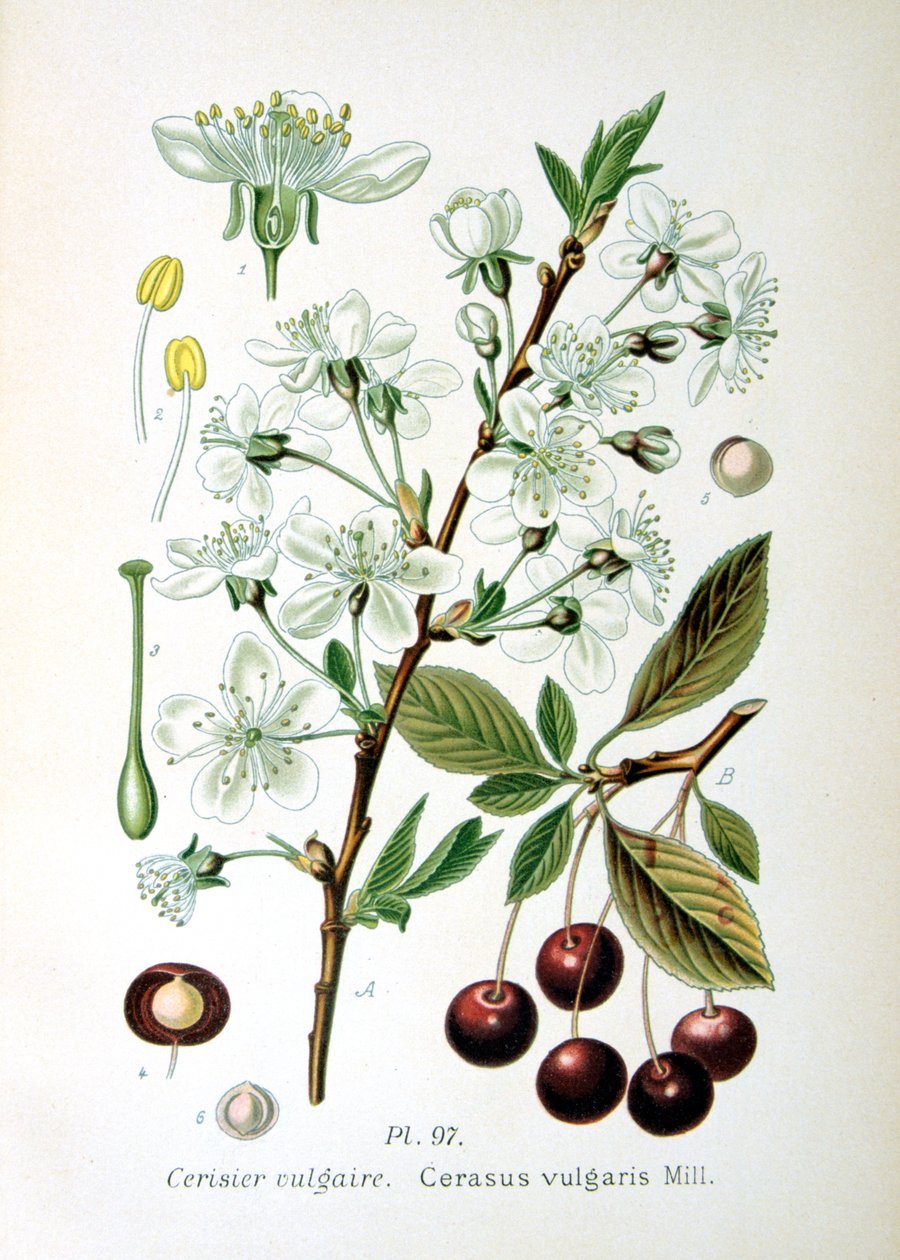 Wiśnia, 1893 autorstwa Unbekannt