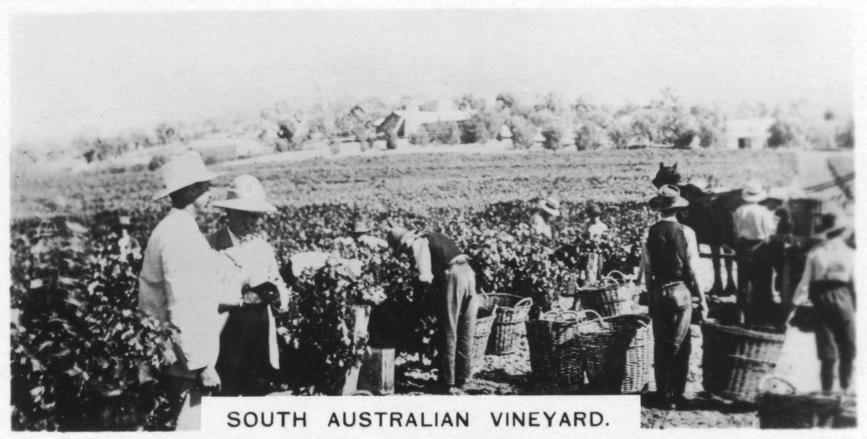 Winnica Australii Południowej, 1928 autorstwa Unbekannt