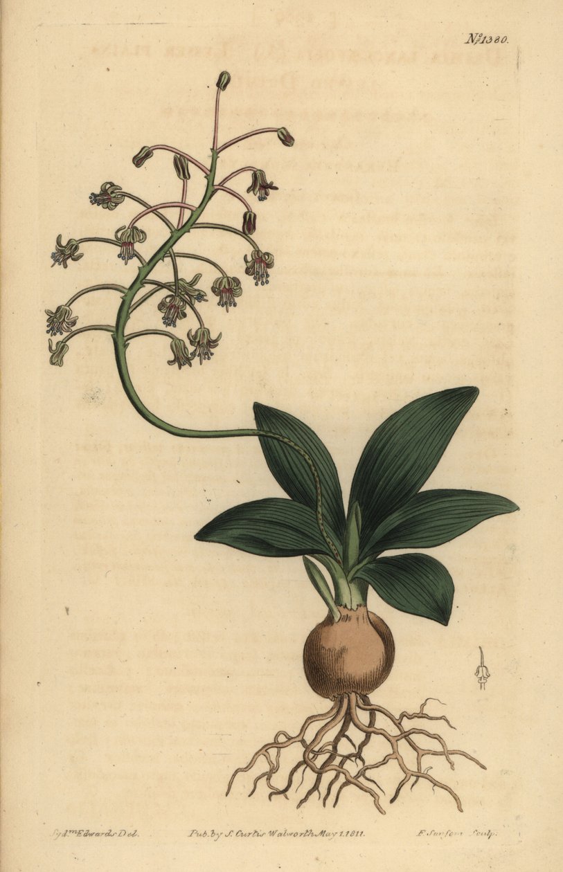 Cebula południowoindyjska , Ledebouria revoluta ( drimia drobnolistna , Drimia lanceaefolia ) autorstwa Unbekannt