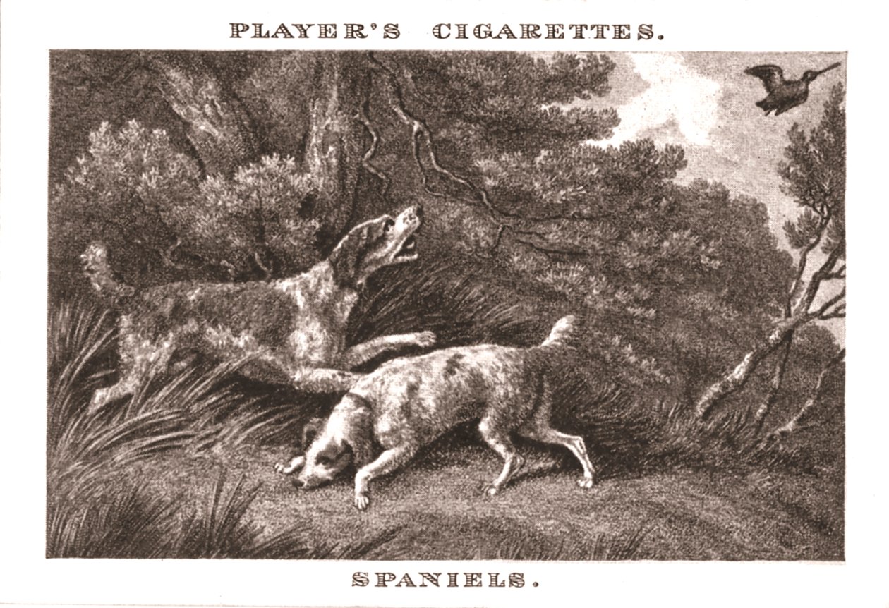 Spaniele, 1924. autorstwa Unbekannt