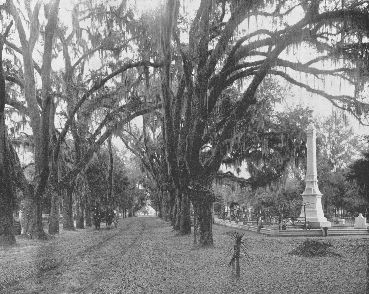 Spanish Moss on Live Oaks, Savannah, Georgia, USA, ok. 1900. autorstwa Unbekannt