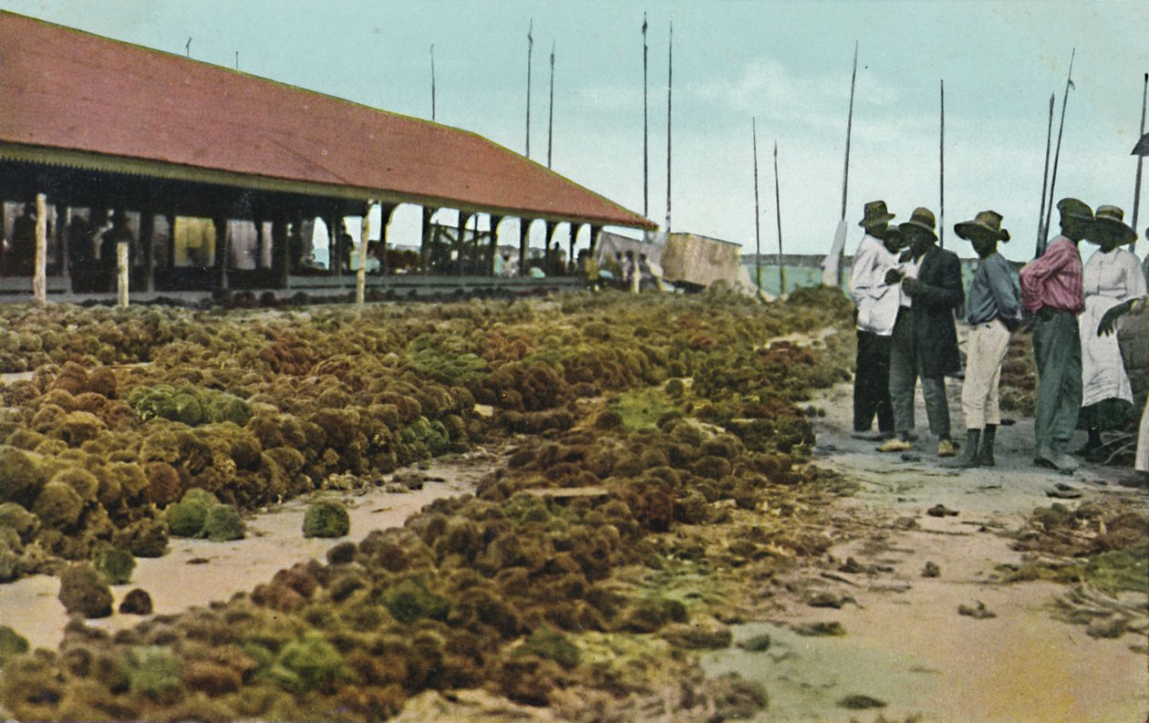 Targ Biszkoptowy, Nassau, Bahamy, lata 30. XX wieku. autorstwa Unbekannt