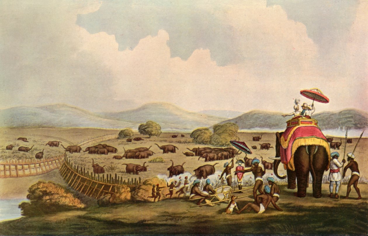 Sport w Indiach - Wjeżdżanie słoni do Keddah, c1808, 1901. autorstwa Unbekannt